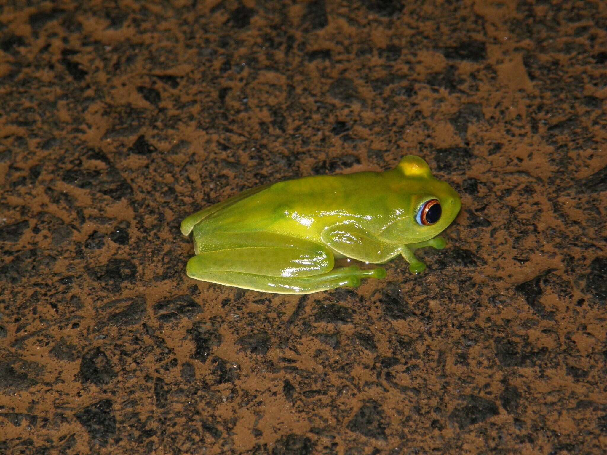 Image of Ankafana Bright-eyed Frog