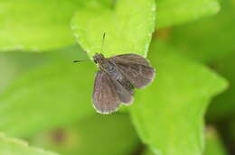 Image of Pygmy Scrub-hopper