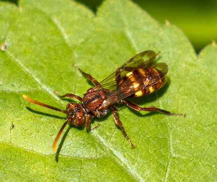 Image of Nomada xanthura Cockerell 1908