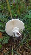 Leucoagaricus barssii (Zeller) Vellinga 2000 resmi