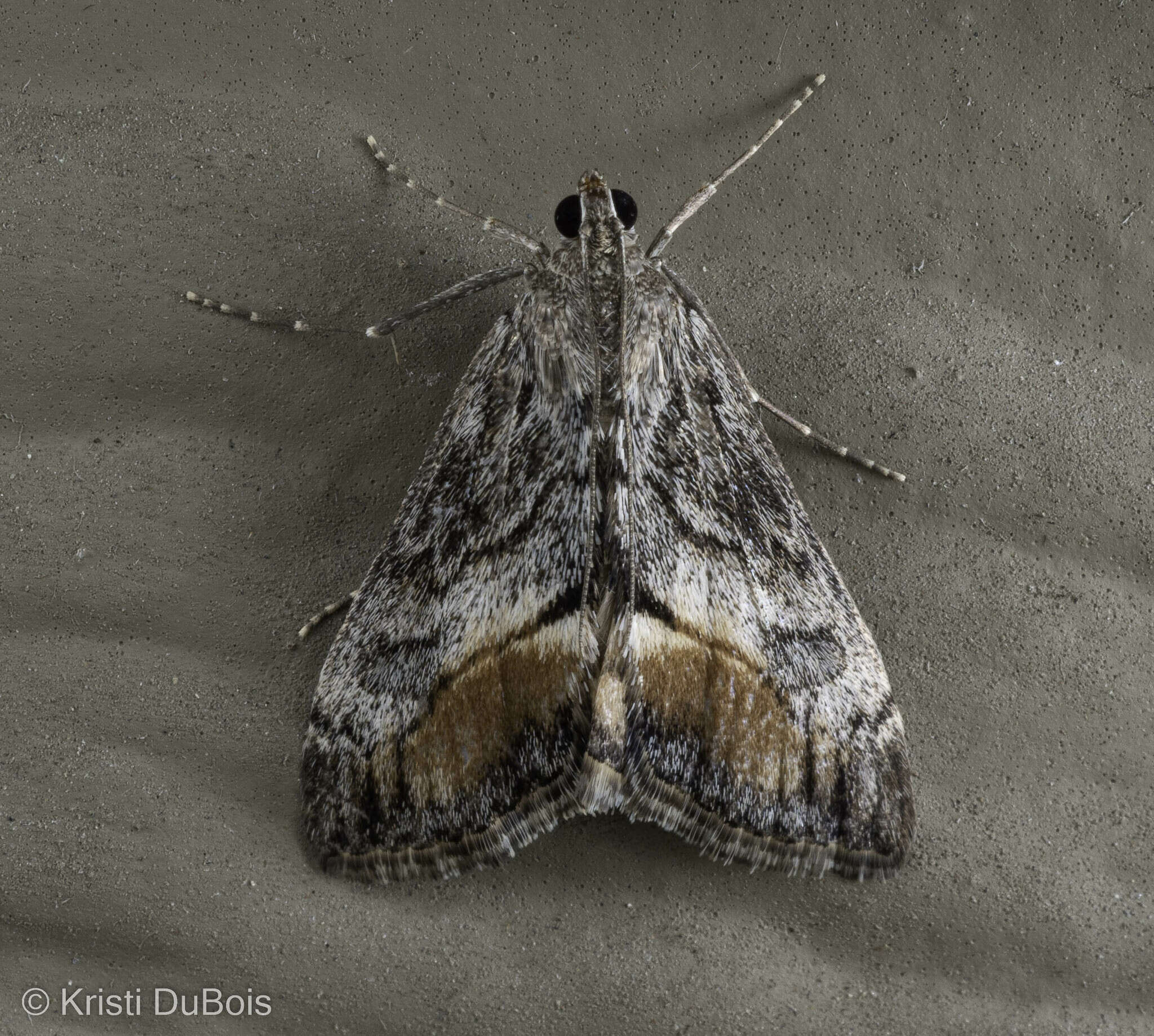 Image of Evergestis subterminalis Barnes & McDunnough 1914