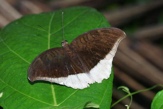 Image of Tanaecia lepidea Butler 1868