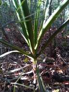 Image of Aloe occidentalis (H. Perrier) L. E. Newton & G. D. Rowley