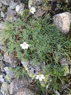 Image of Cherleria circassica (Albov) A. J. Moore & Dillenb.