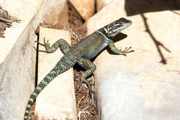 صورة Sceloporus minor Cope 1885