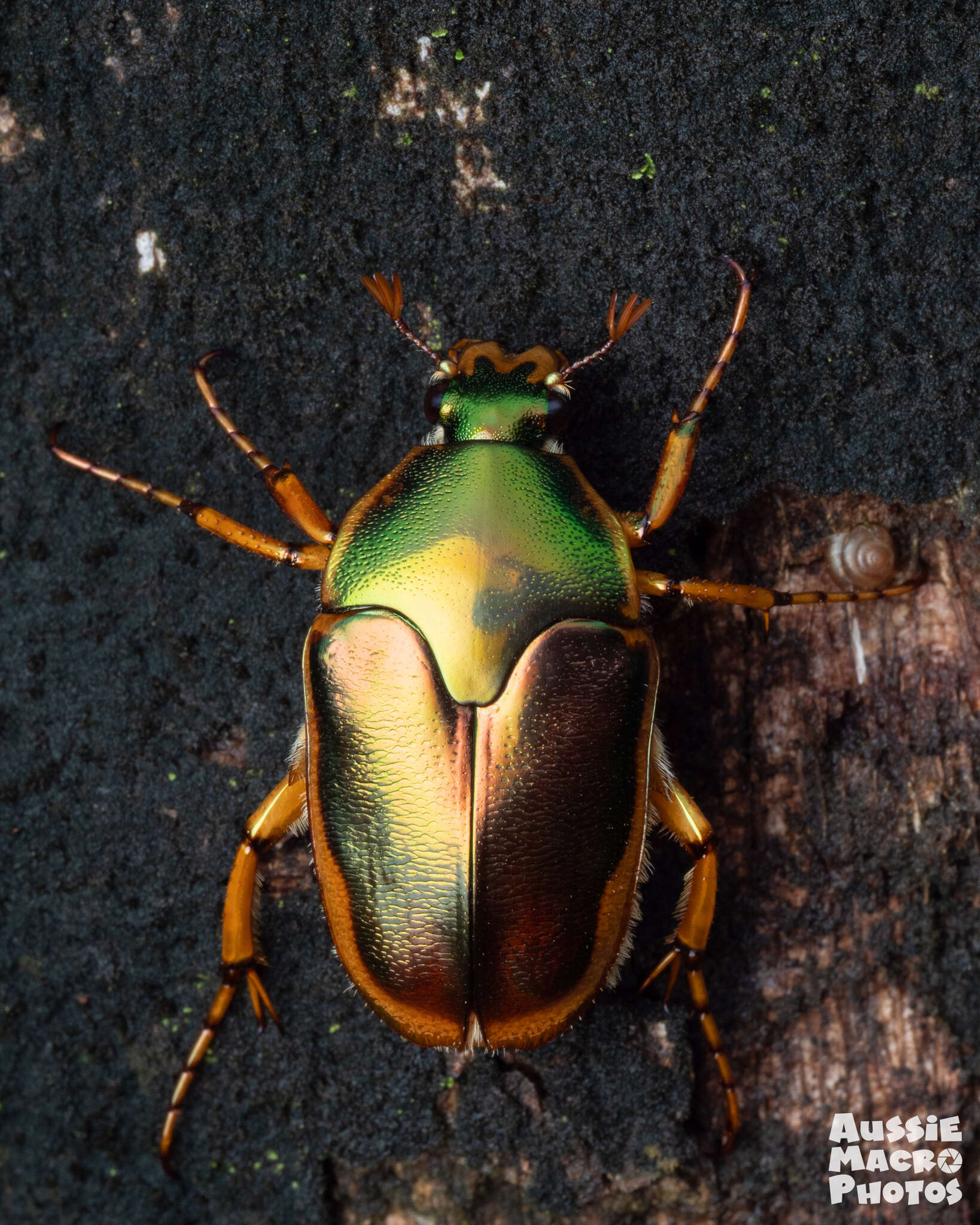 Imagem de Mycterophallus duboulayi (Thomson 1878)