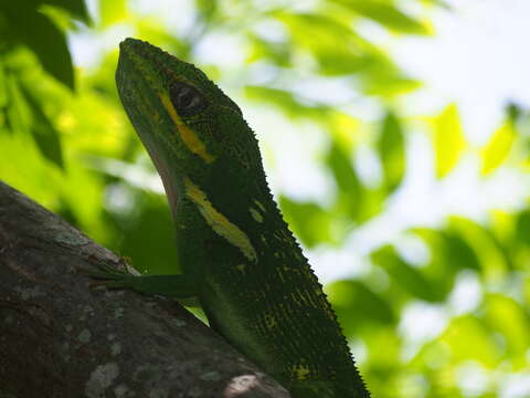 Image of Cuban Giant Anole