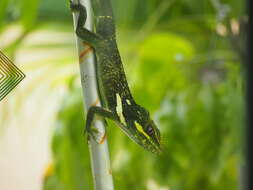 Image of Cuban Giant Anole