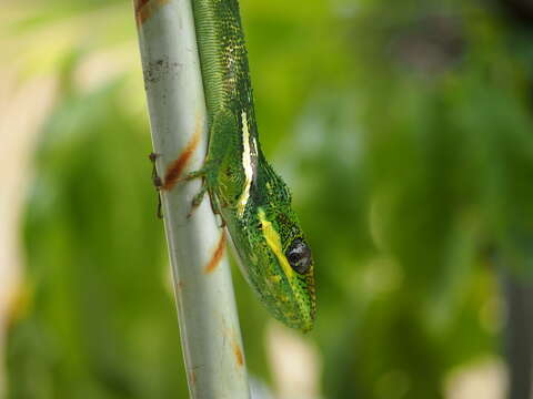 Image of Cuban Giant Anole