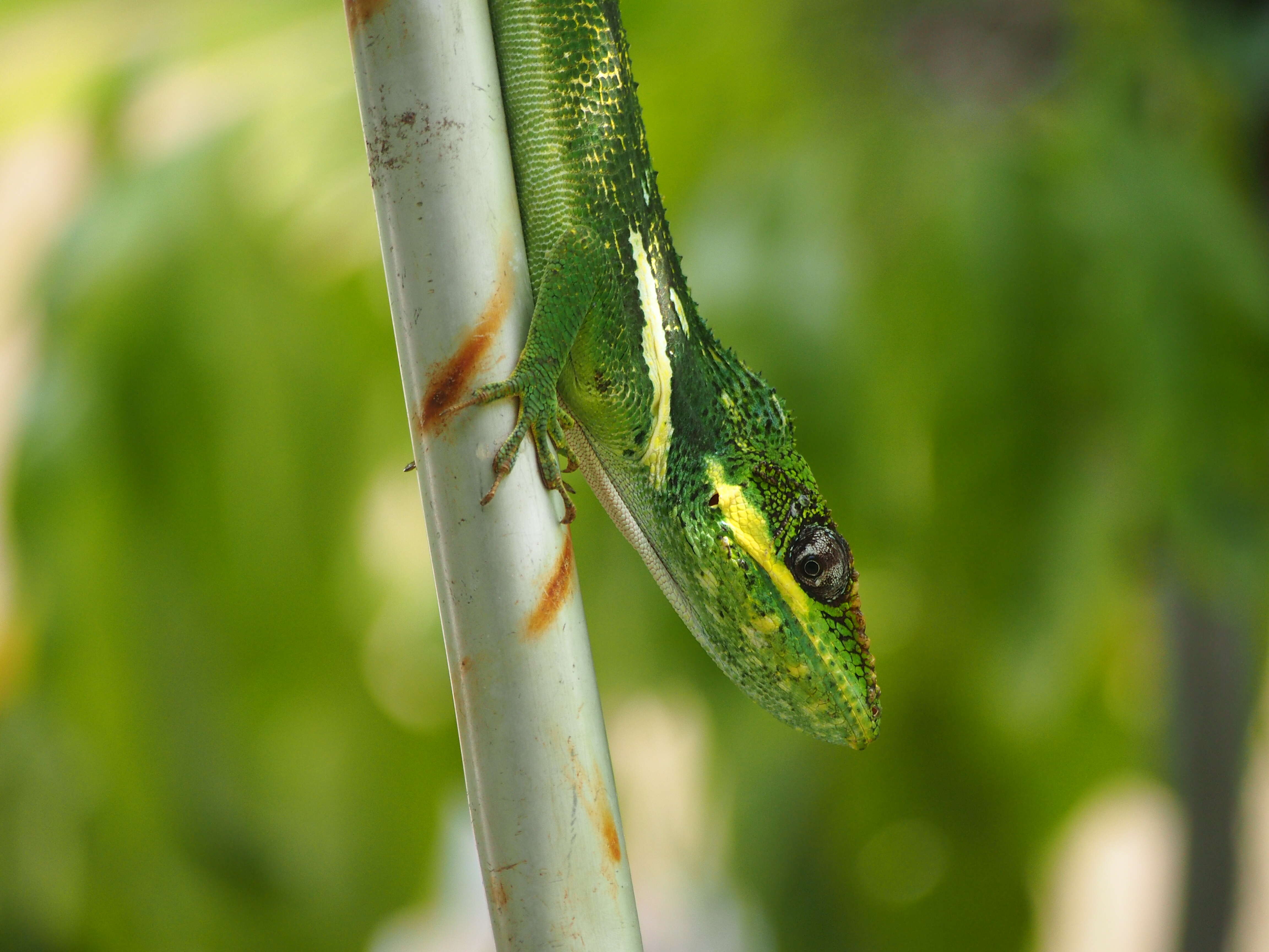 Image of Cuban Giant Anole