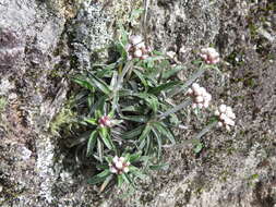 Image of Quasiantennaria linearifolia (Wedd.) R. J. Bayer & M. O. Dillon