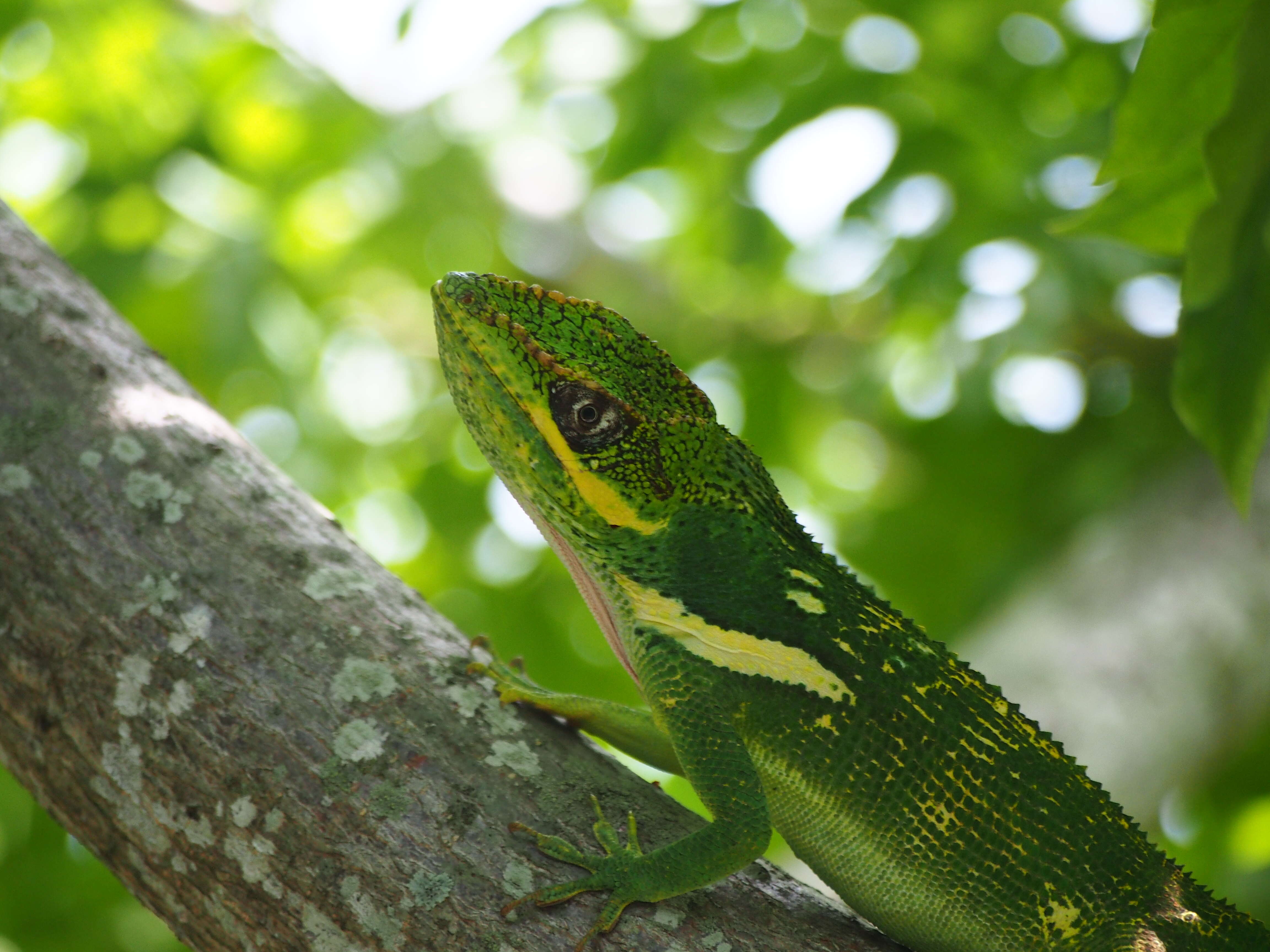 Image of Cuban Giant Anole