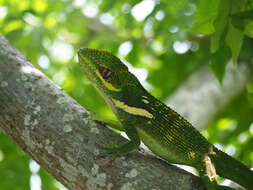 Image of Cuban Giant Anole