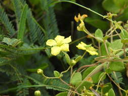 Image of Sphedamnocarpus galphimiifolius (Juss.) Szyszyl.