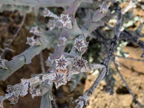 Image of Ruschia perfoliata (Mill.) Schwant.