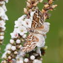 Image of Melitulias leucographa Turner 1922