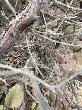 Imagem de Arctostaphylos tomentosa subsp. hebeclada (DC.) V. T. Parker, M. C. Vasey & J. E. Keeley