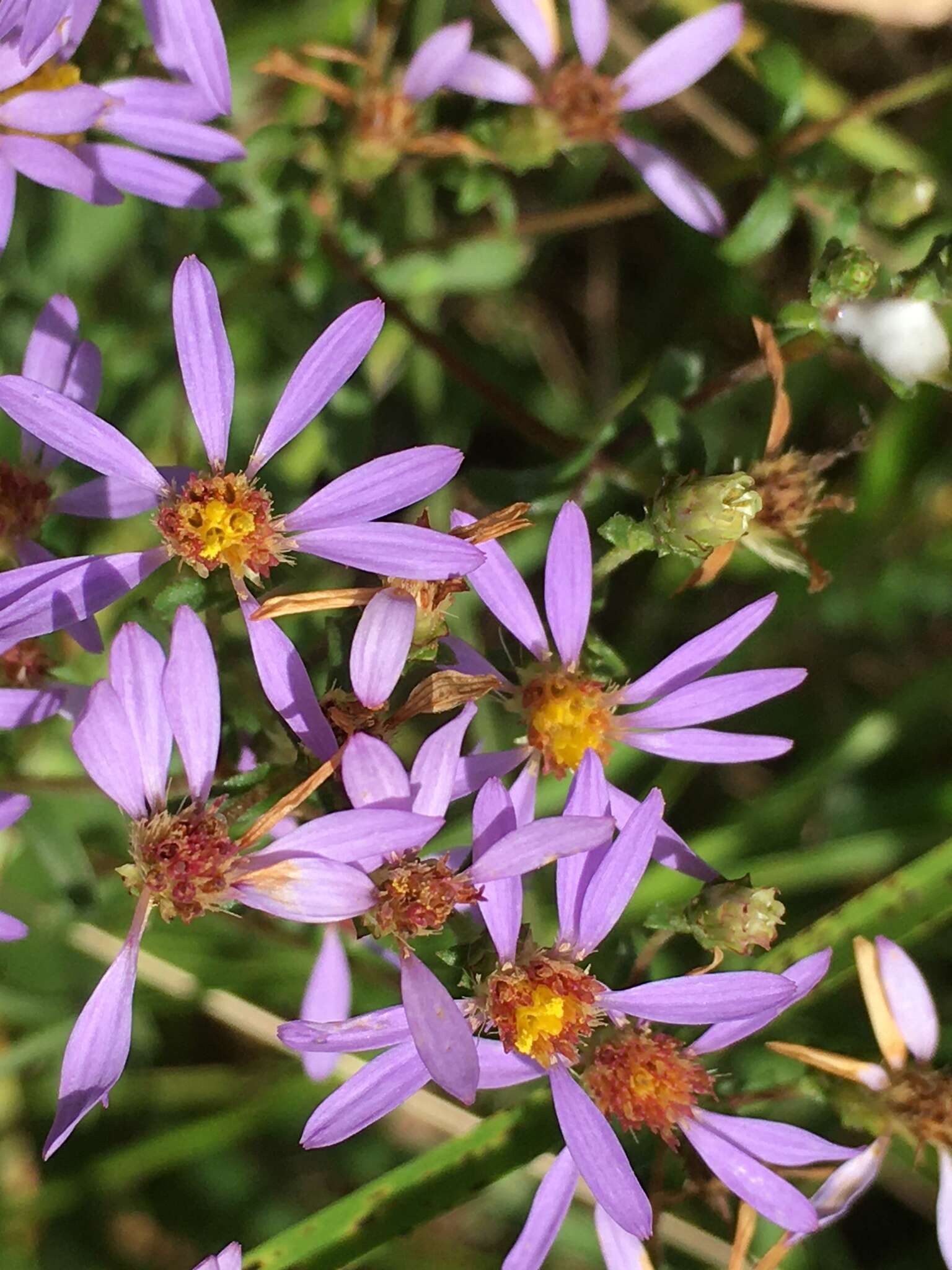 Image of slender aster