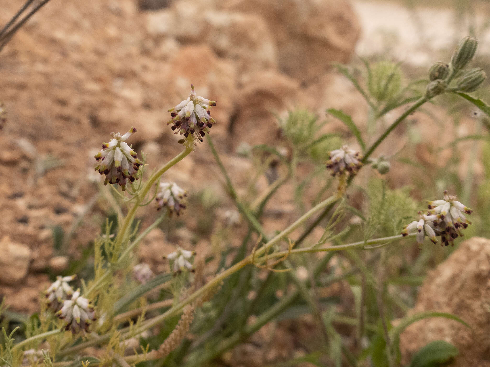 Imagem de Platycapnos spicata (L.) Bernh.