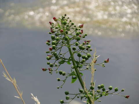 Imagem de Scrophularia umbrosa Dum.