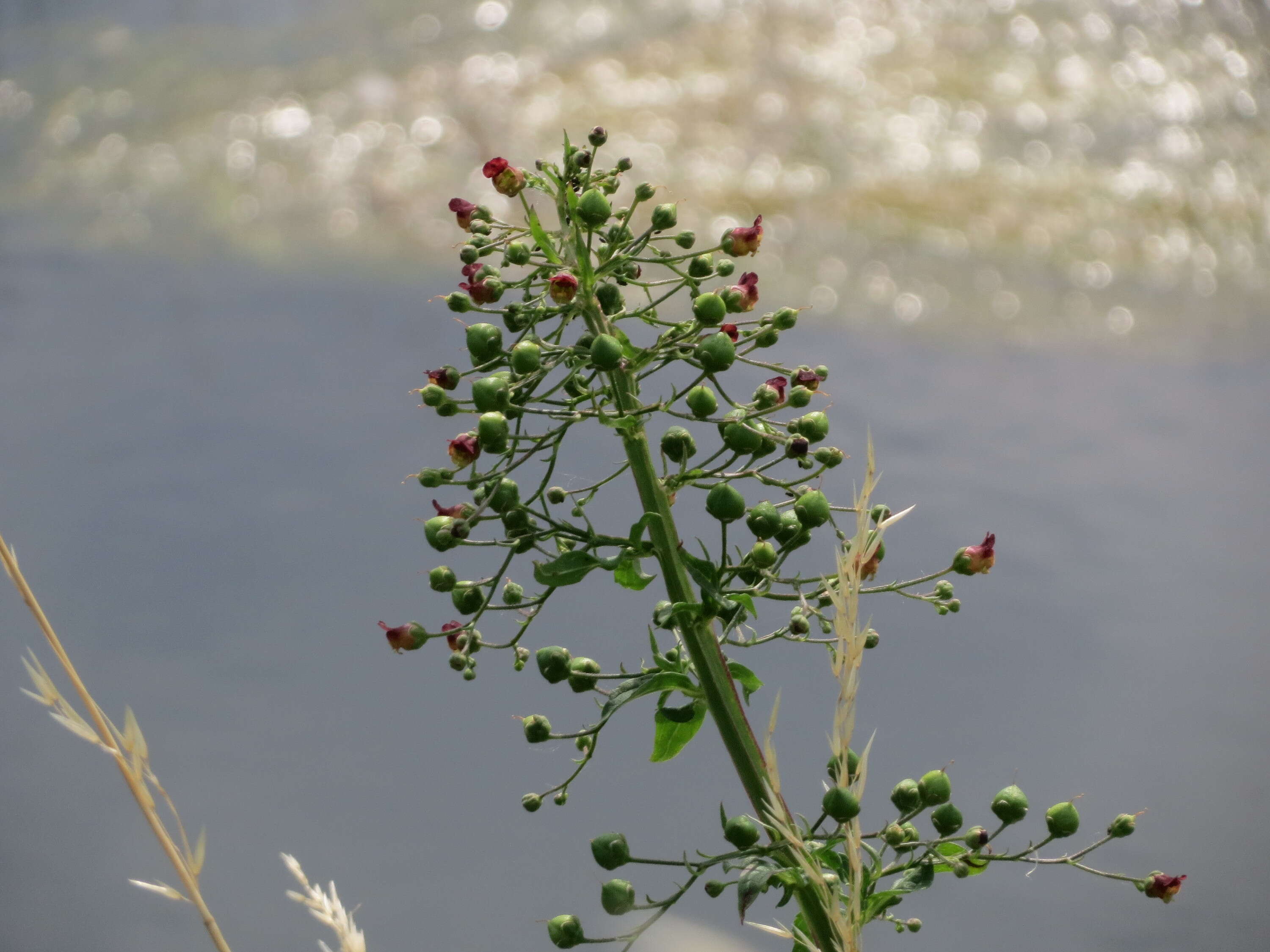 Scrophularia umbrosa Dum. resmi