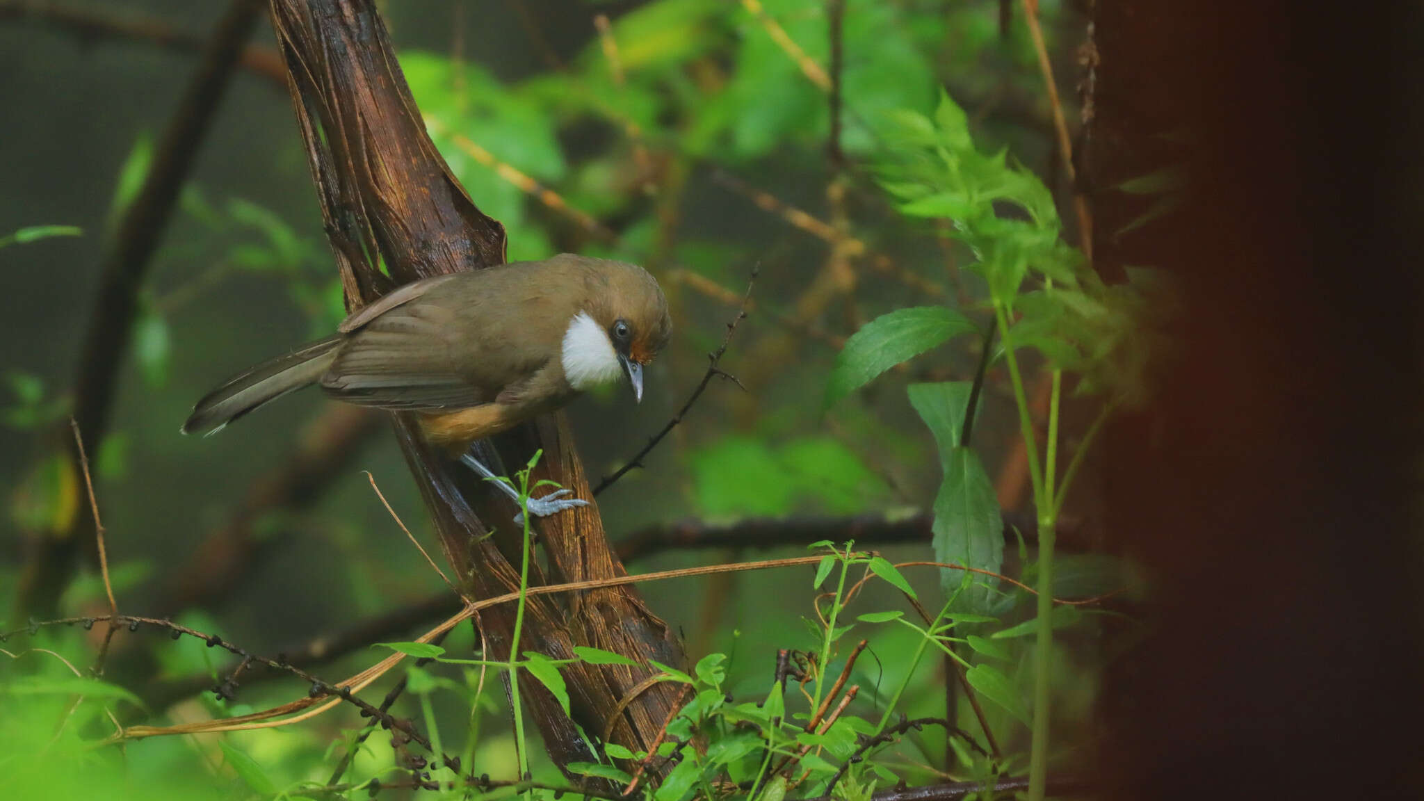 Image of White-throated Laughingthrush