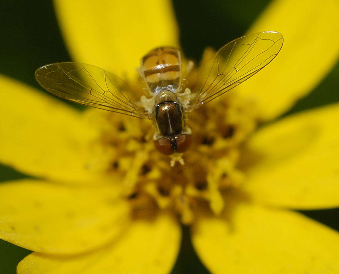 Image of Flower Flies