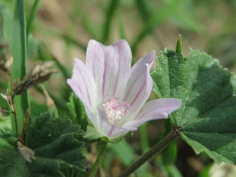 Image of common mallow