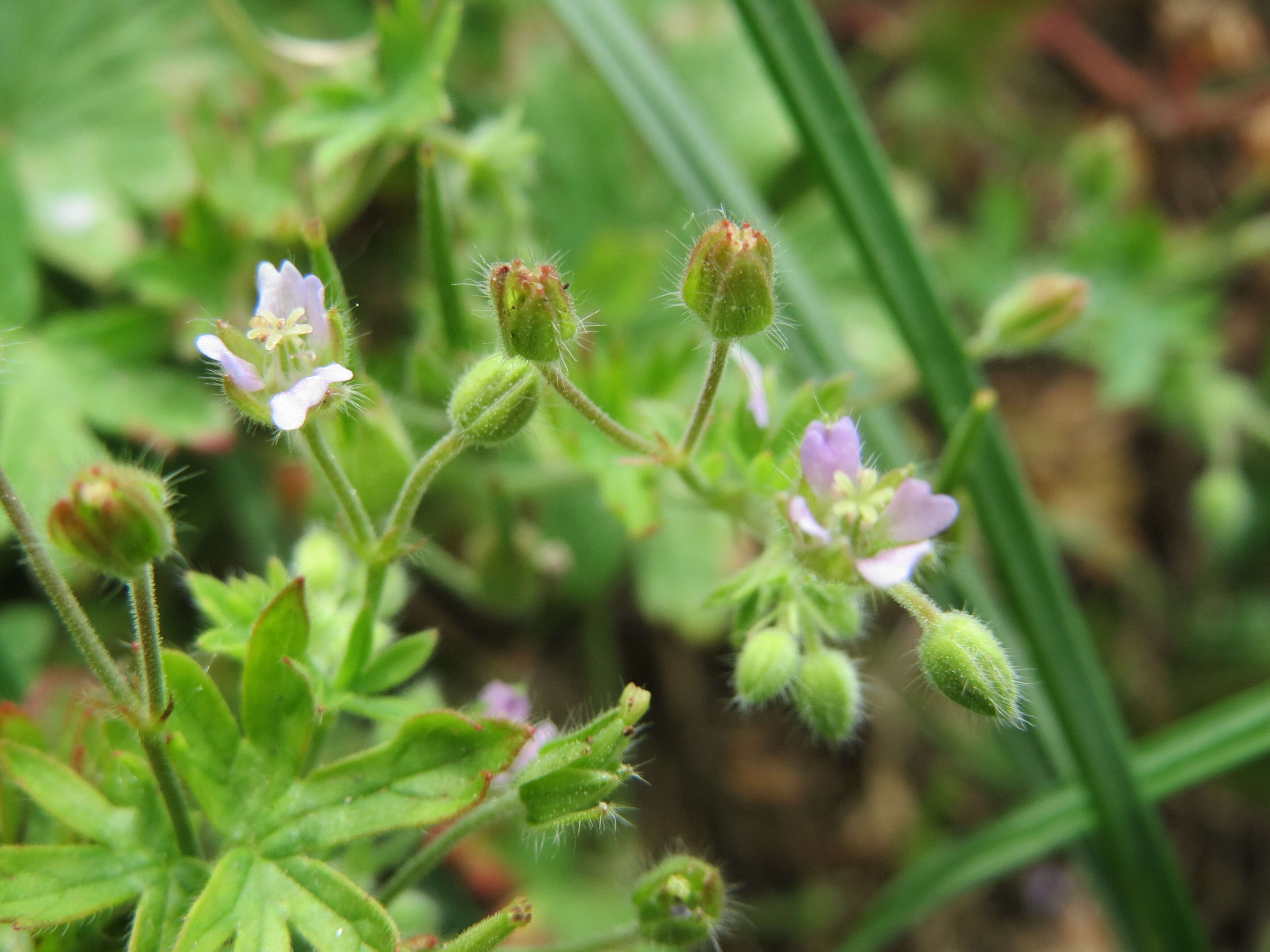 Image of Small-flowered Cranesbill