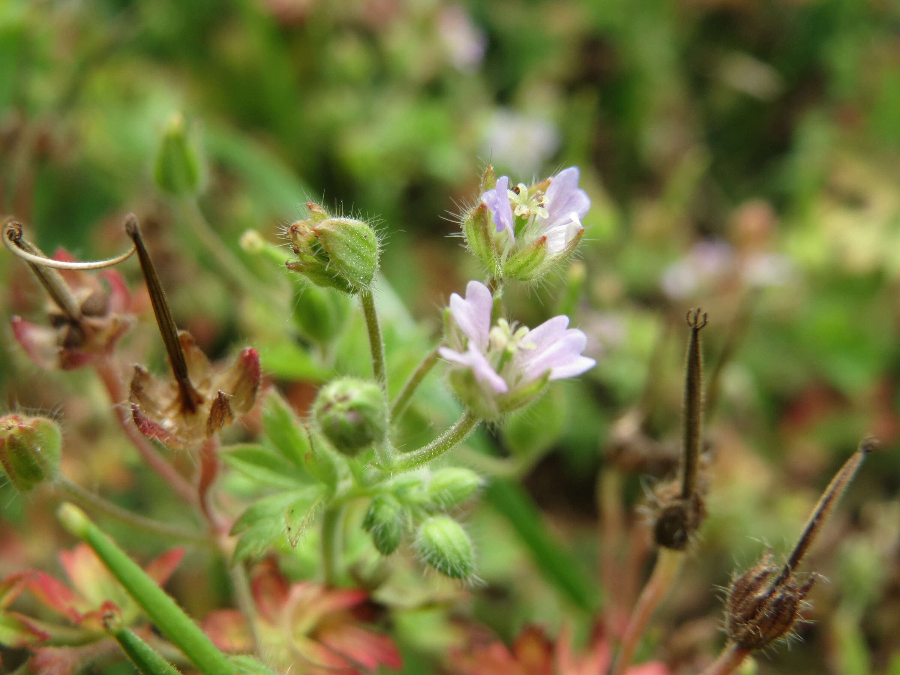 Imagem de Geranium pusillum L.