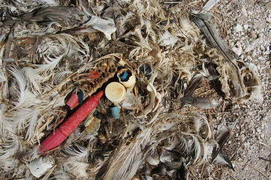 Image of Laysan Albatross