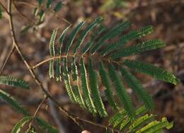 Image of Senegalia caesia (L.) Maslin, Seigler & Ebinger