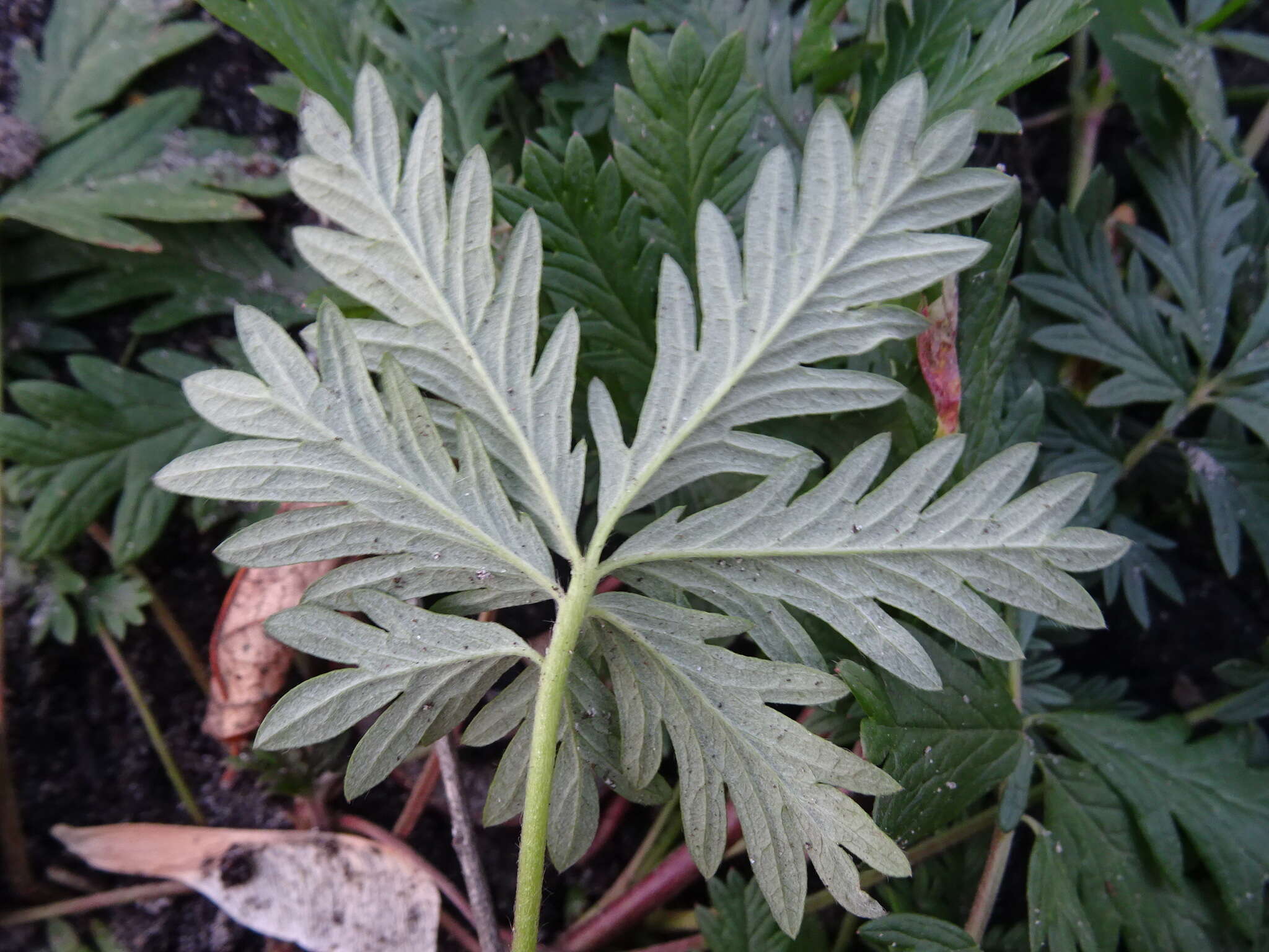 Image of Potentilla conferta Bunge