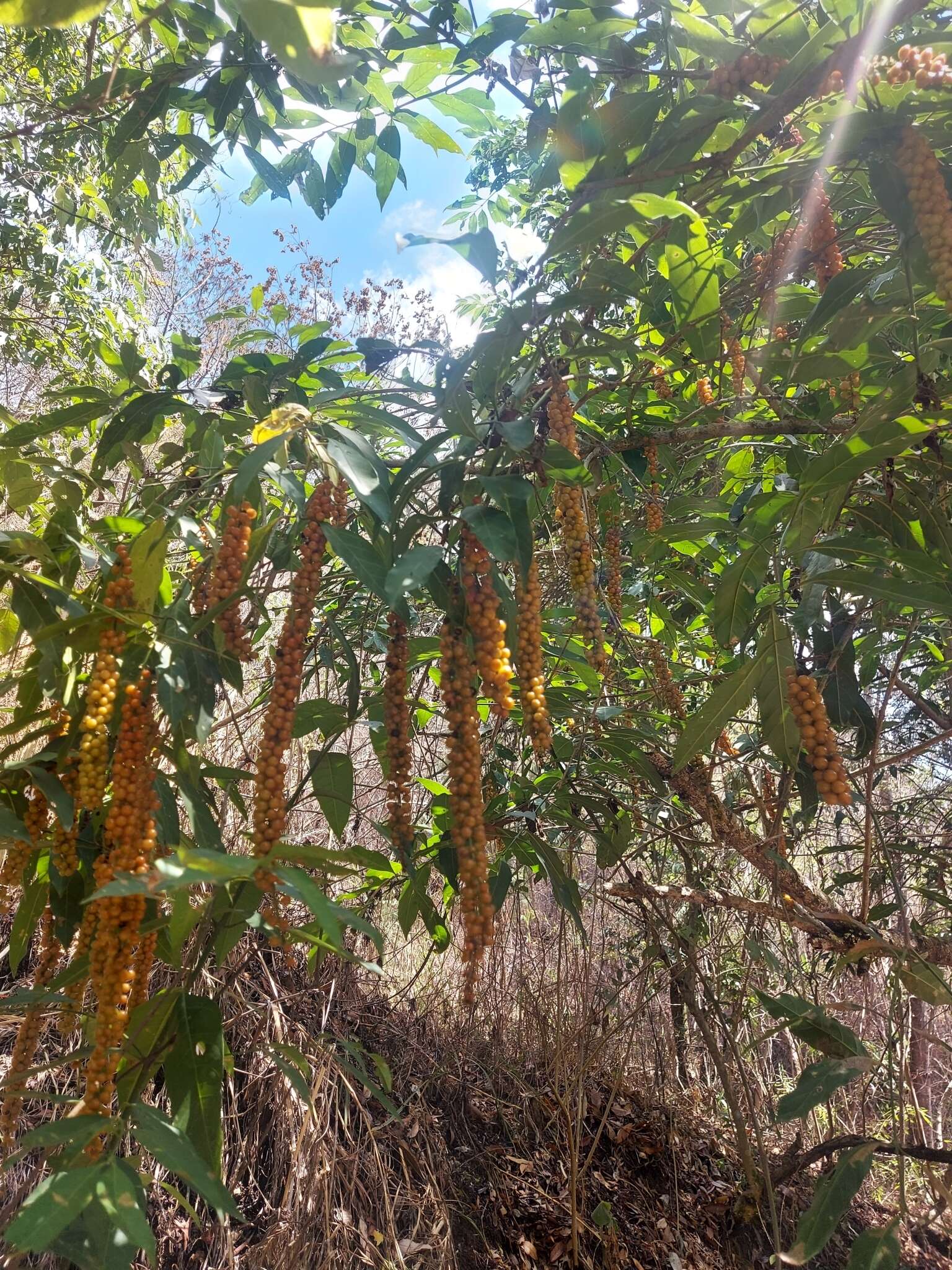 Image of Citharexylum donnell-smithii Greenm.