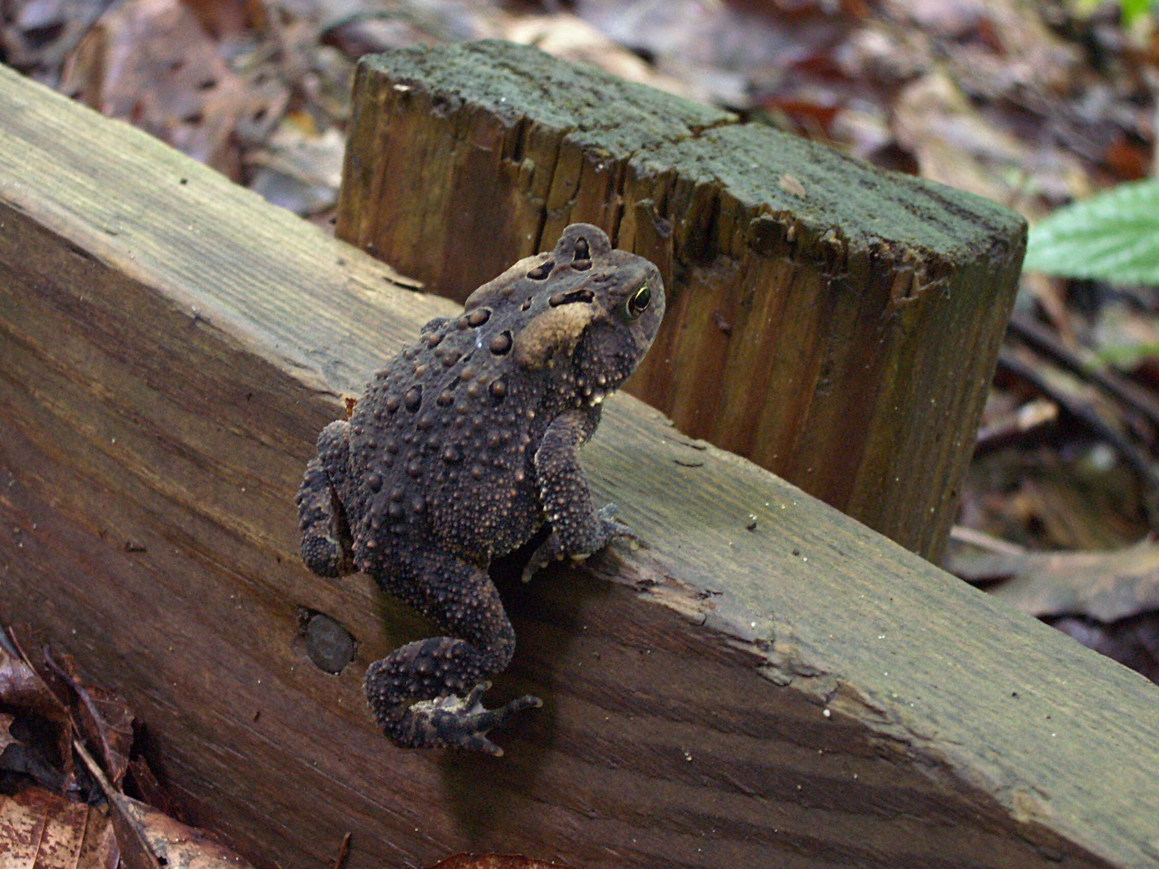 Image de Anaxyrus americanus (Holbrook 1836)