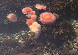 Image of Lion's Mane Jellyfish