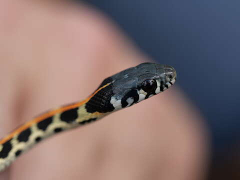 Image of Blackneck Garter Snake (cyrtopsis