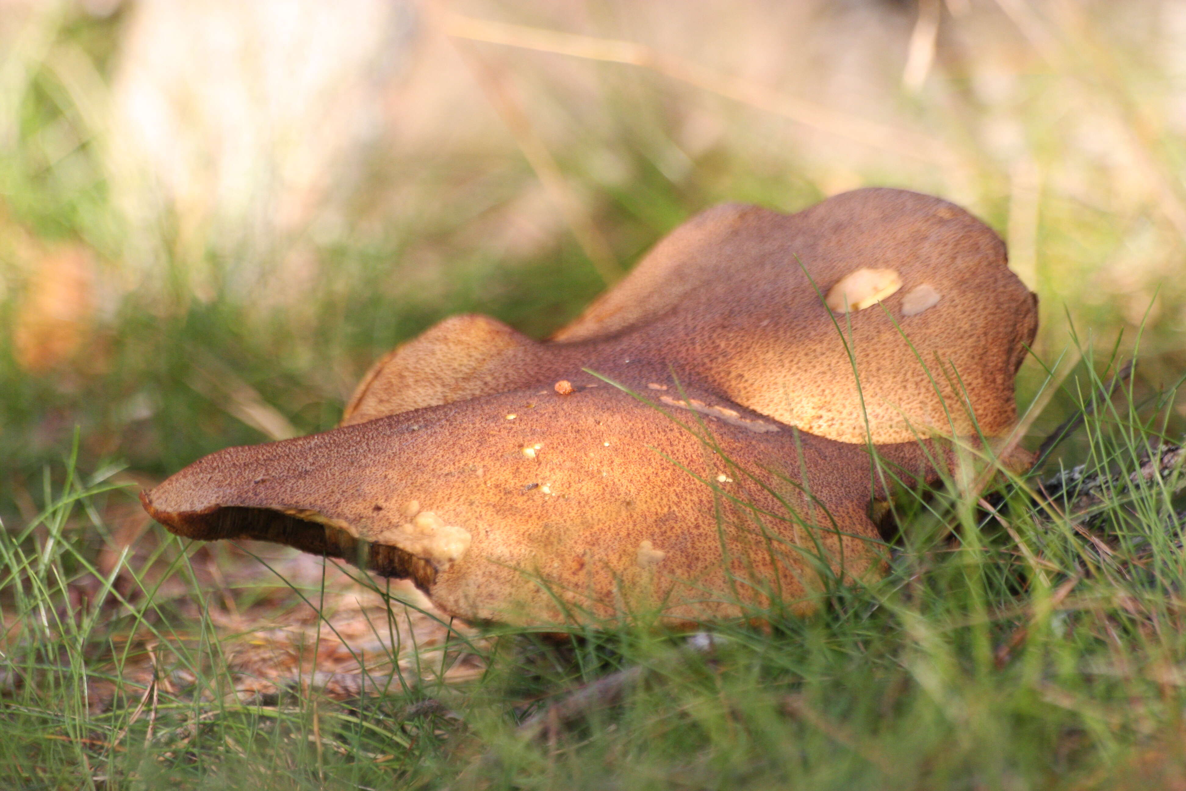 Image of Suillus bovinus (L.) Roussel 1796