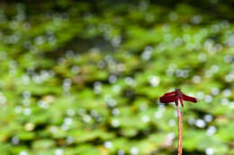 Image of Neurothemis taiwanensis Seehausen & Dow 2016