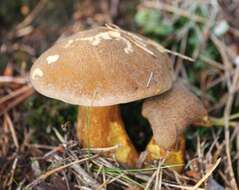 Image of Suillus bovinus (L.) Roussel 1796