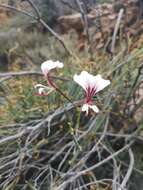 Image of Pelargonium tetragonum (L. fil.) L'Her.