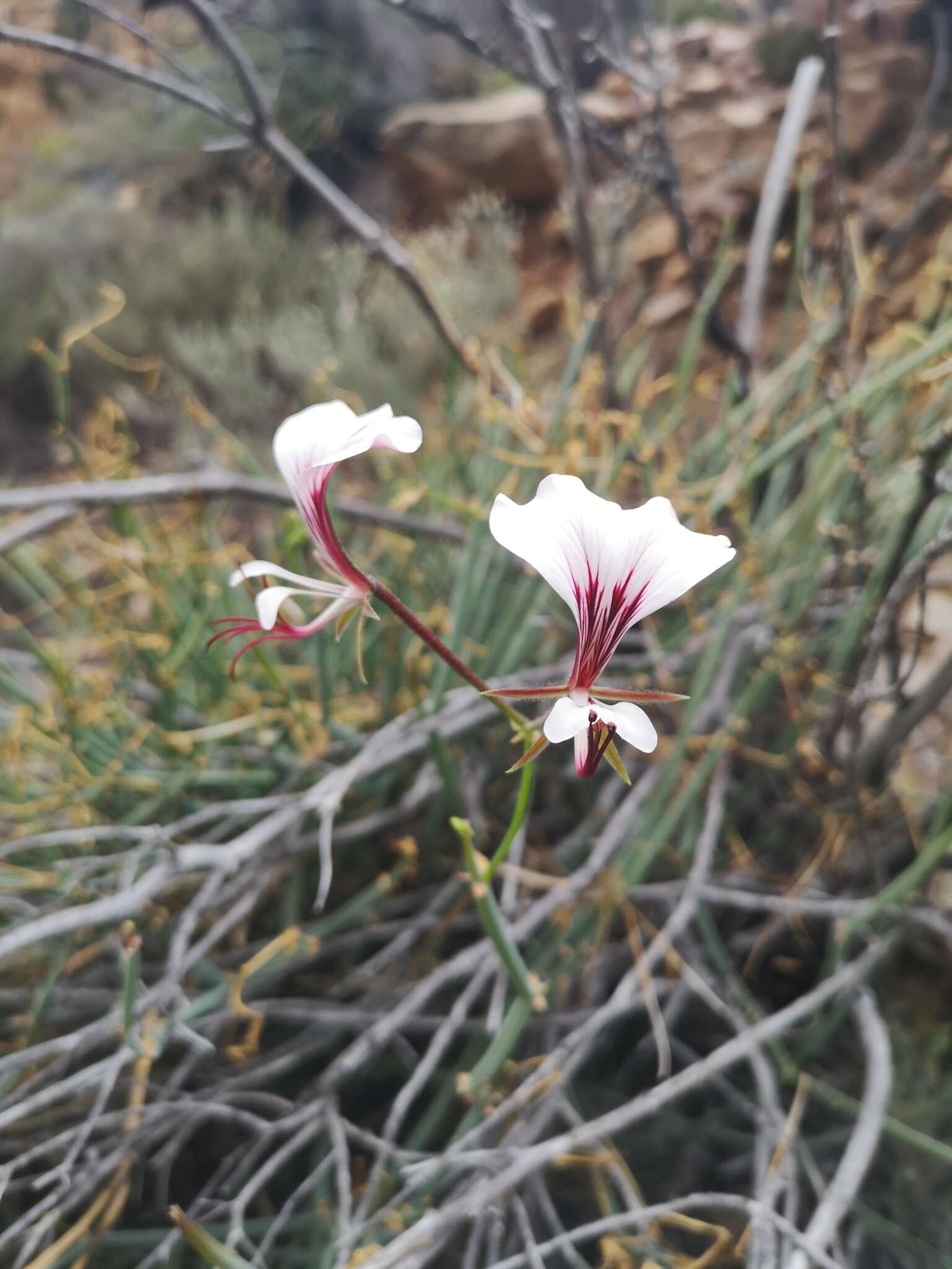 Image of Pelargonium tetragonum (L. fil.) L'Her.