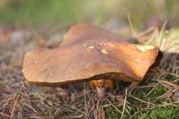 Image of Suillus bovinus (L.) Roussel 1796