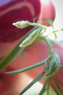 Image of Louisiana vetch