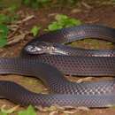 Image of Collared Snake-eater