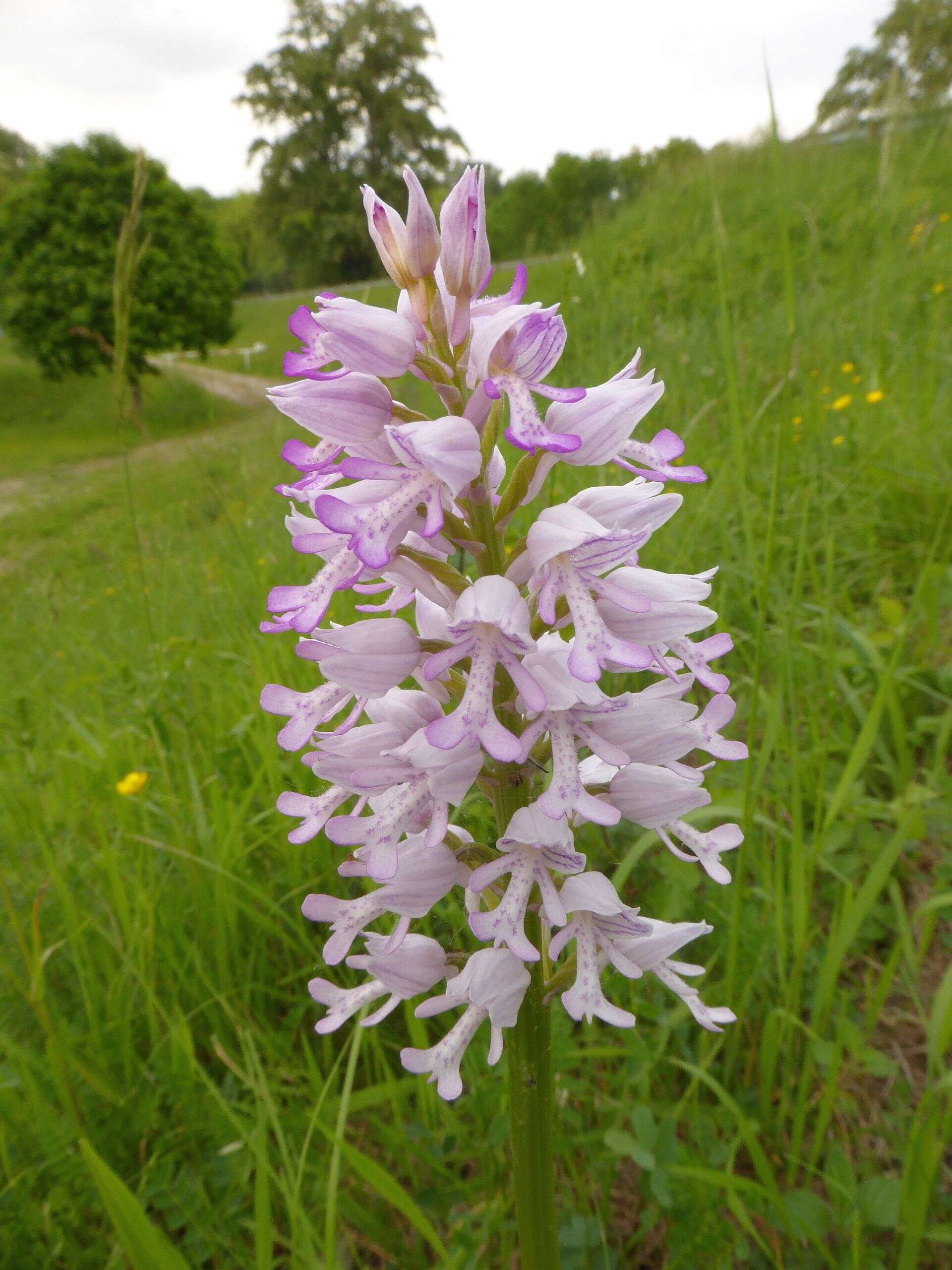 Image of Military orchid