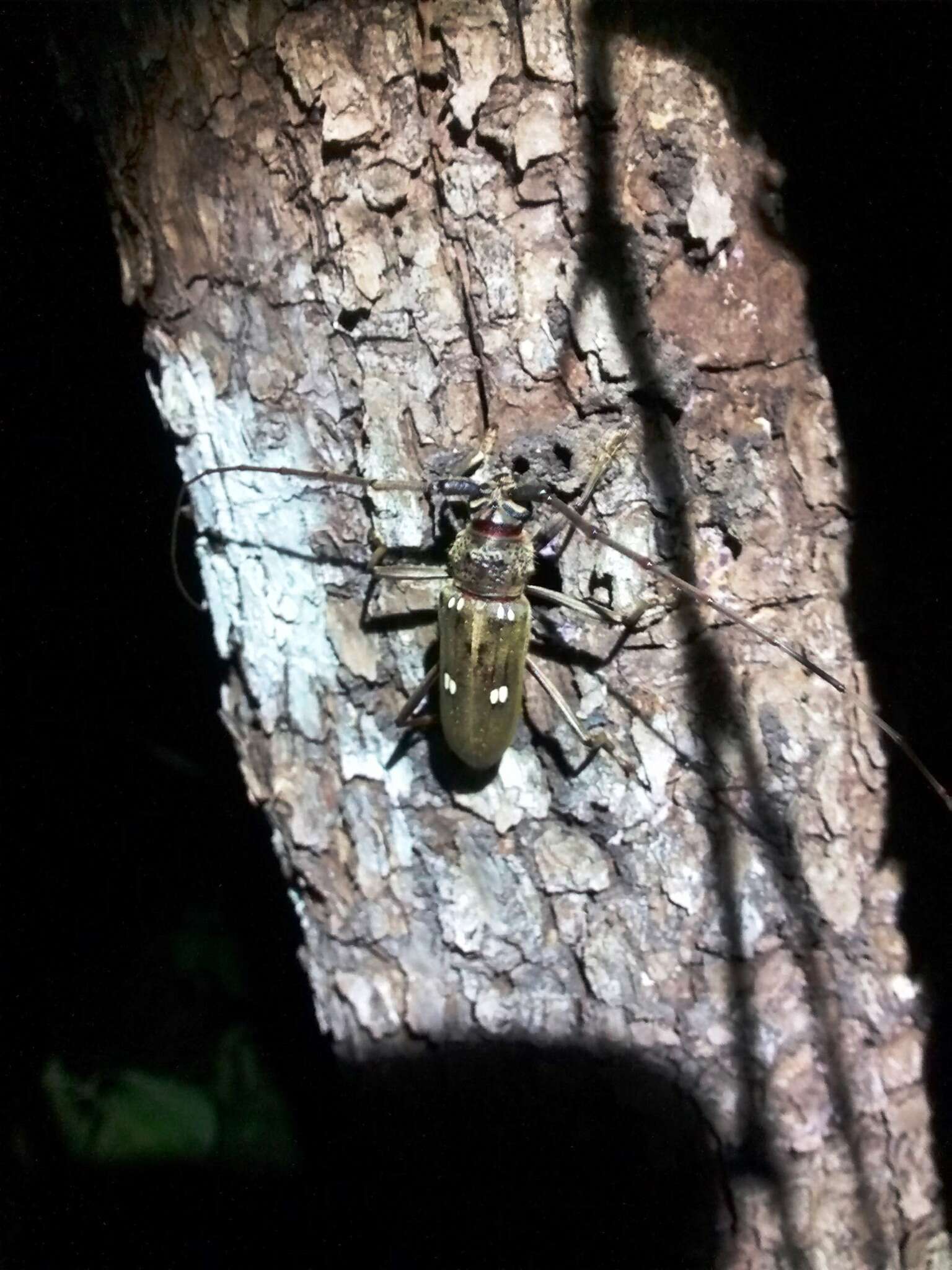 Image of Susuacanga opaca (Chemsak & Linsley 1973)