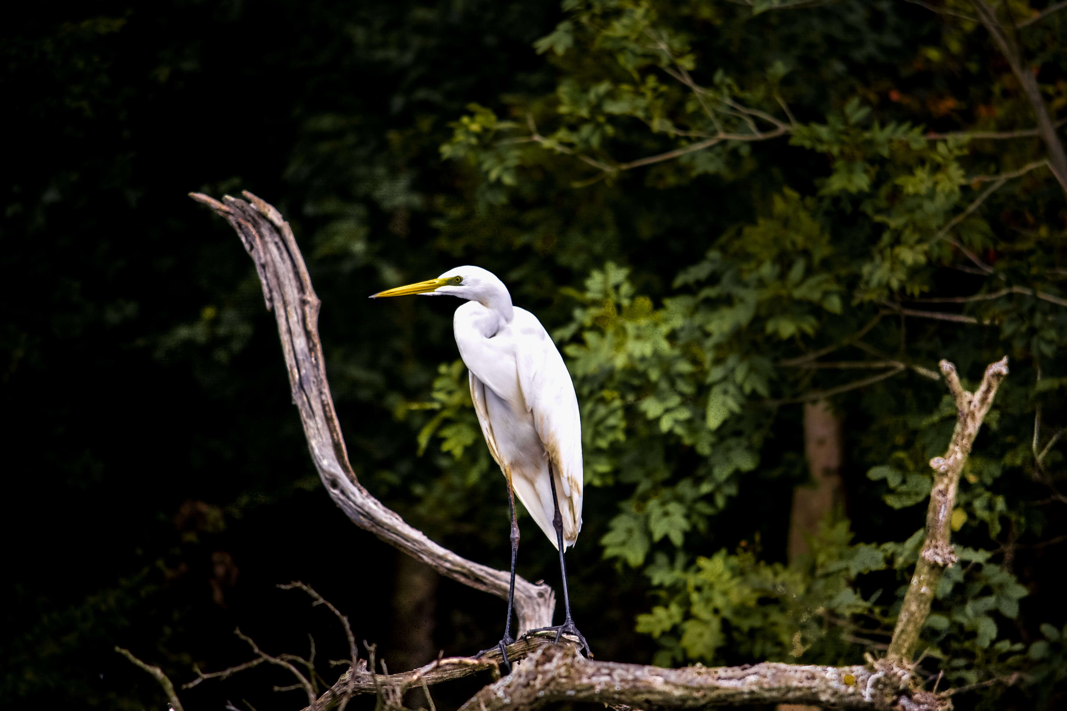 Image of Great Egret