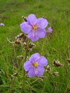 Image of Dissotis grandiflora (Sm.) Benth.