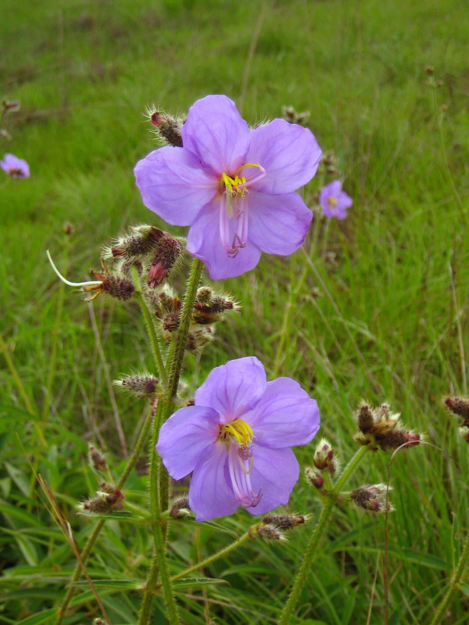 Image of Dissotis grandiflora (Sm.) Benth.